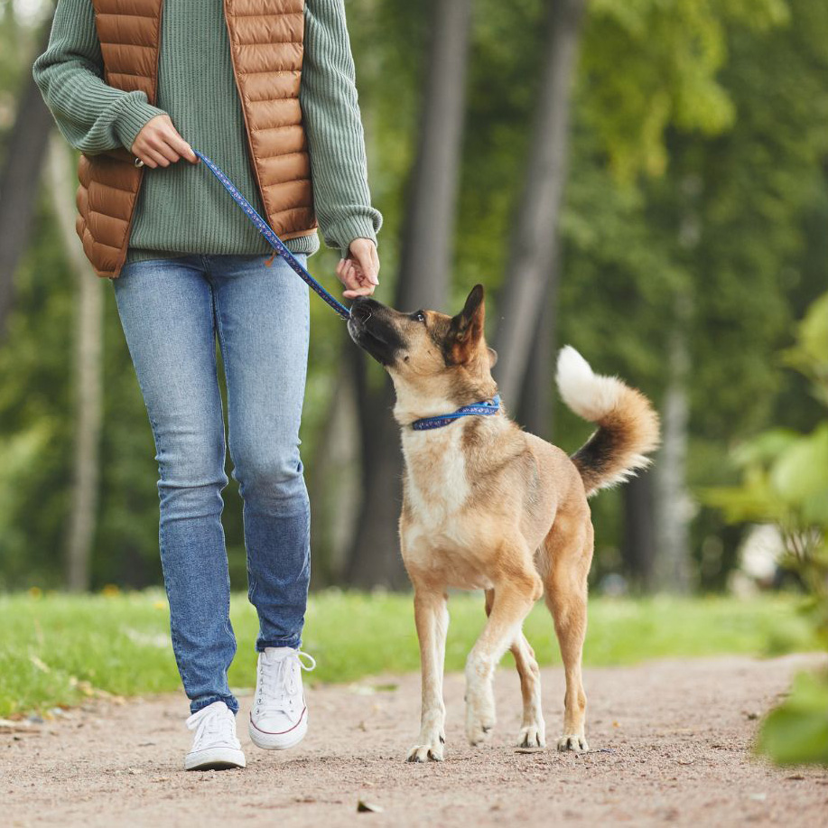 dog walking services bishops-stortford