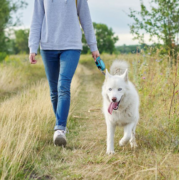 dog-walking-bishops-stortford dog walking services bishops-stortford