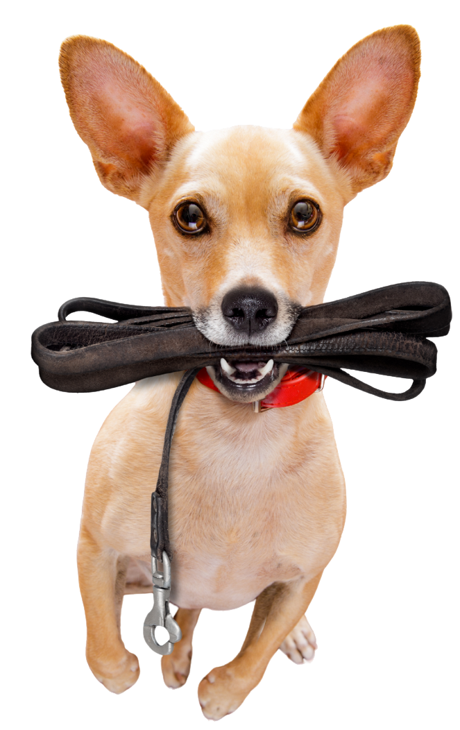 dog-walking dog walking services