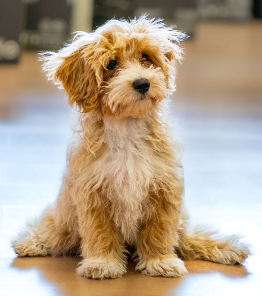 dog walking services bishops-stortford